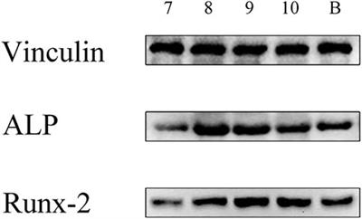 HA/β-TCP Biphasic Calcium Phosphate Ceramics Derived From Butterfish Bones Loaded With Bone Marrow Mesenchymal Stem Cells Promote Osteogenesis